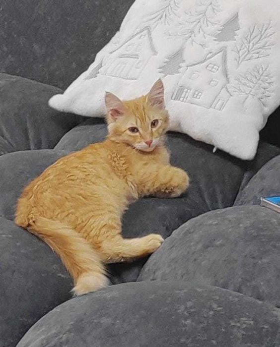 Котенок мальчик ищет дом.