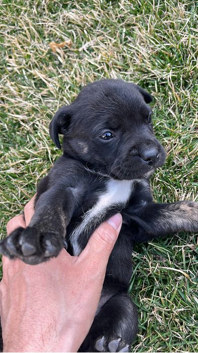 Отдам щенков девочки