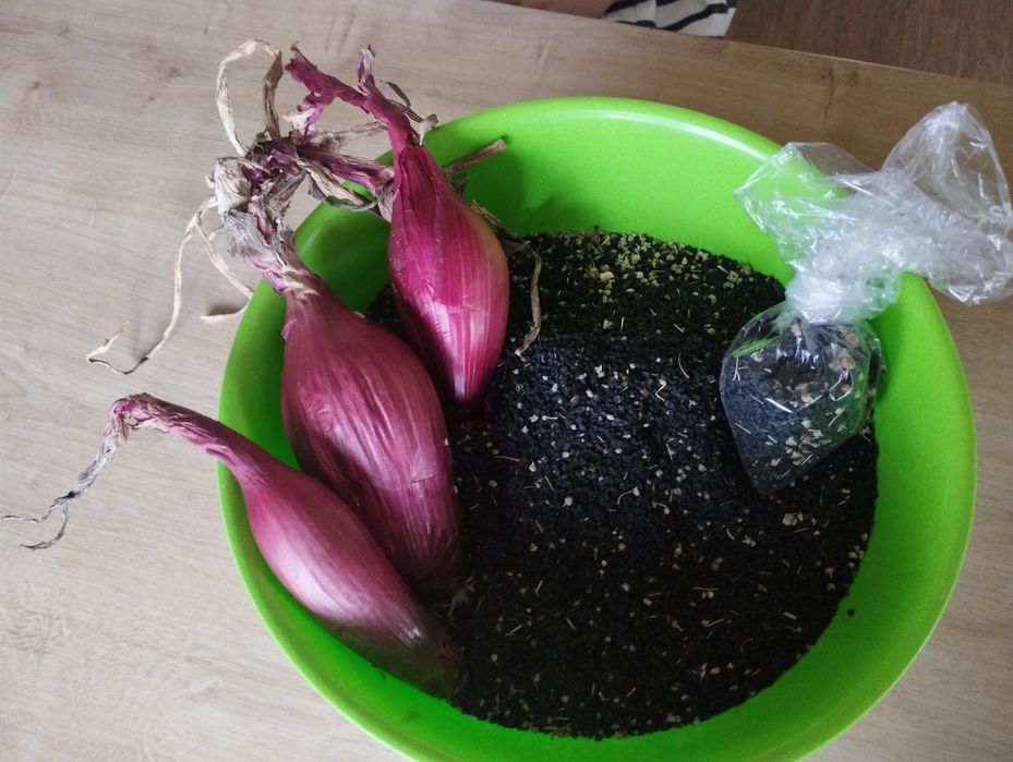 Sămânța ceapa de Buzău