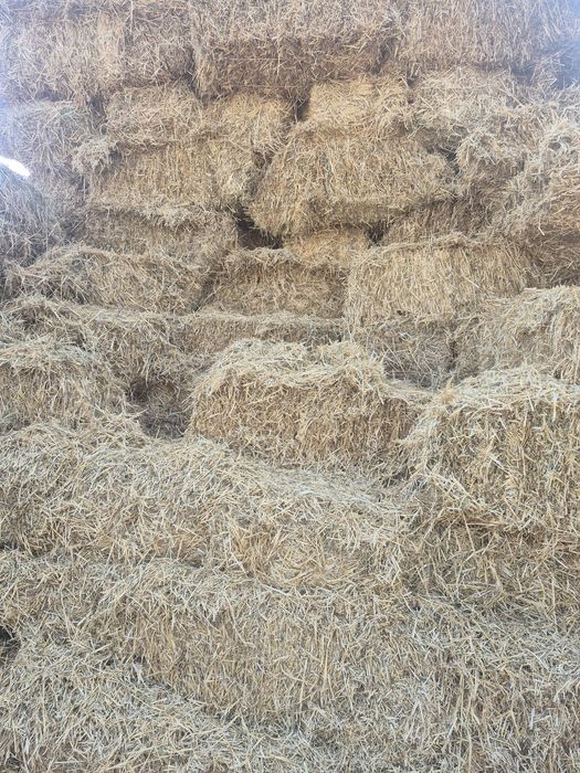 Сабан шоп салома