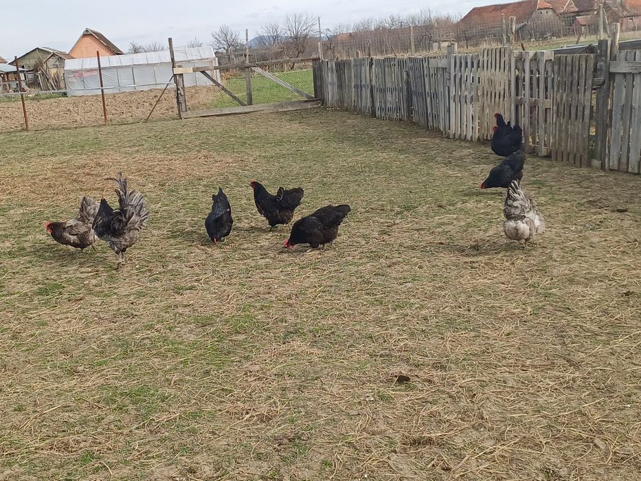 Oua   australorp
