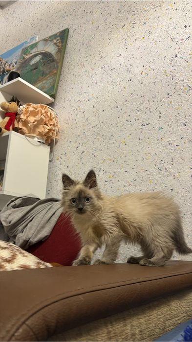 Котенок в добрые руки