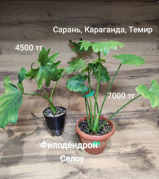 Филодендрон Селоу,Биркин,и т.д