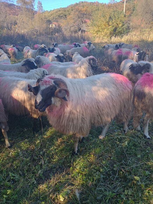 Mior breaz de vânzare