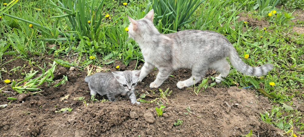Отдам в хорошие руки