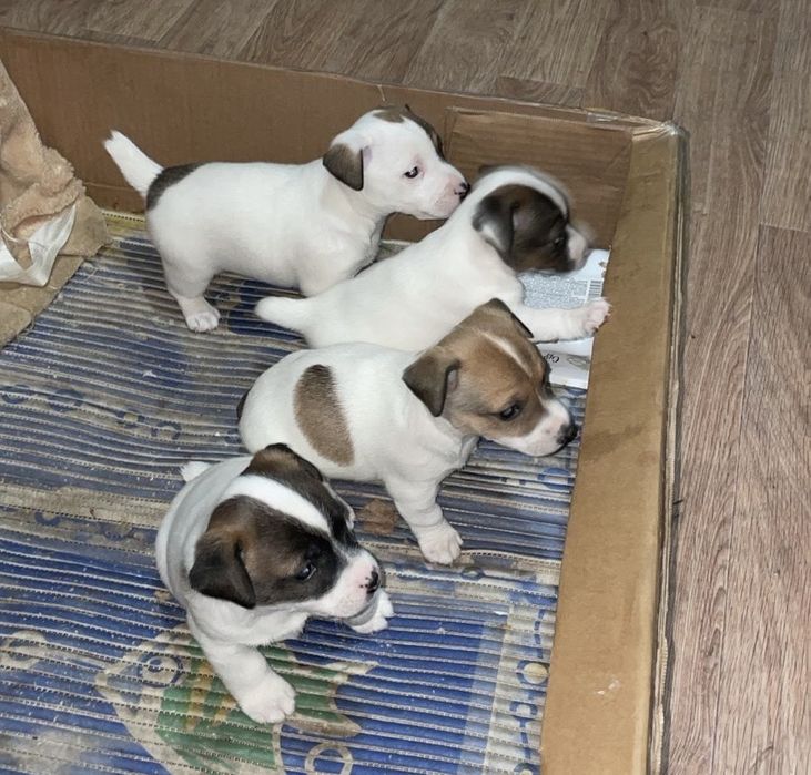 Щенята Джек Рассел терьера