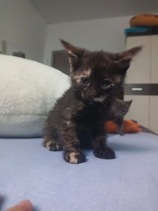 Отдам котят в хорошие руки