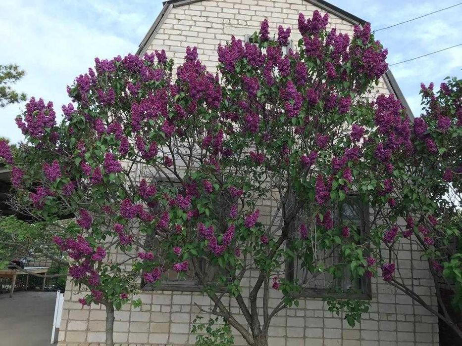 Дача за Гринлэндом