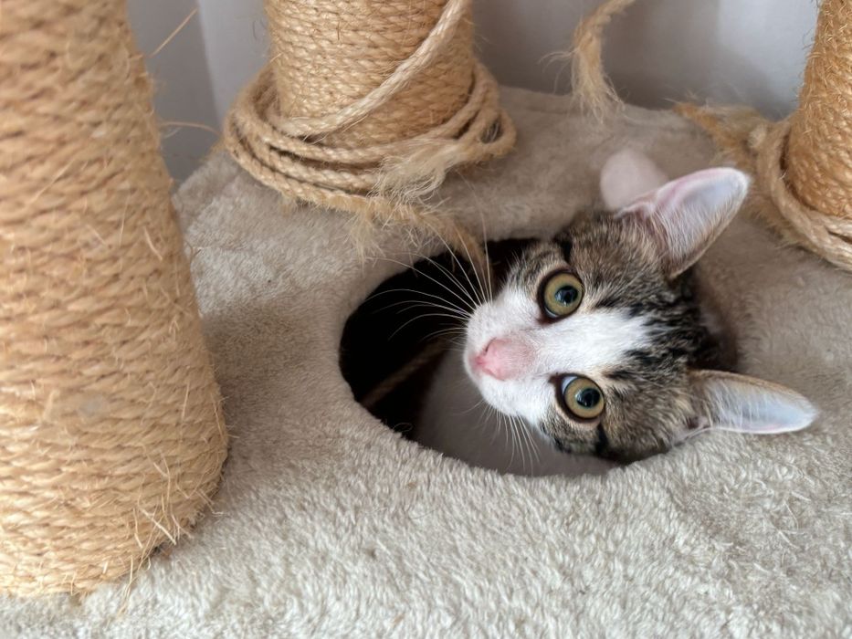 Pisicuta de adoptat, pui de pisica superba pentru adoptie, adoptie pisicuta