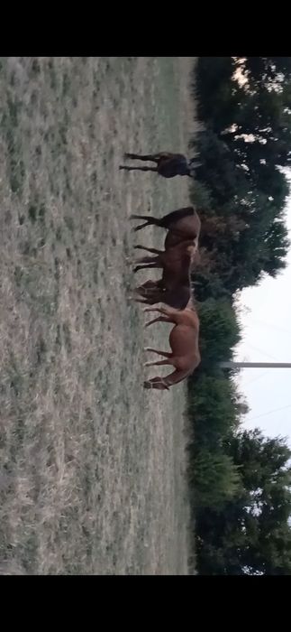 Жылқы сатылады үйірімен