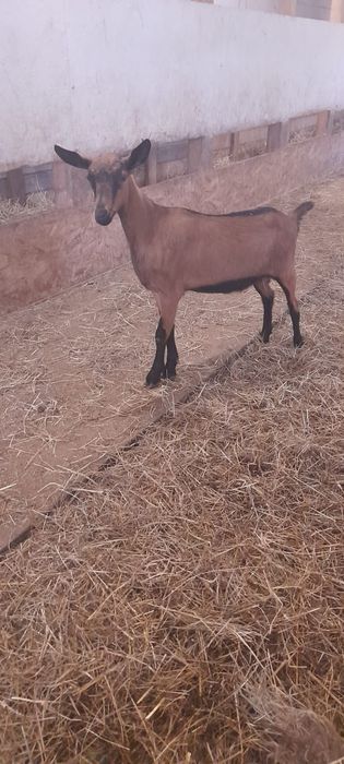 Capre alpin franceze si iedute