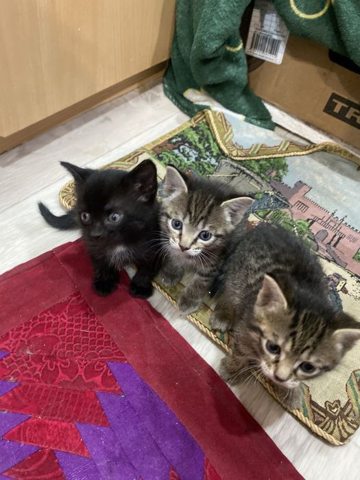 бритаская короткошерстная котят девочки