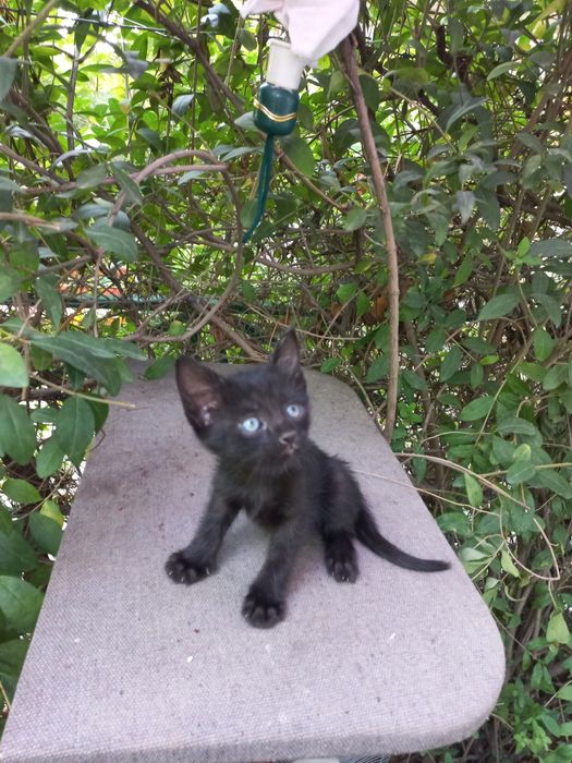 Котята в хорошие руки