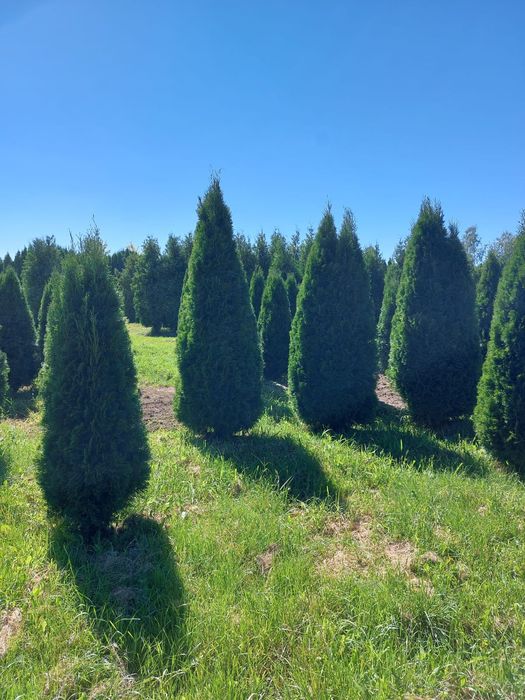 Туя смаракт, барабант красивая