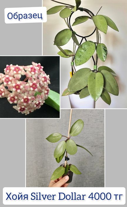 Хойя комнатные цветы