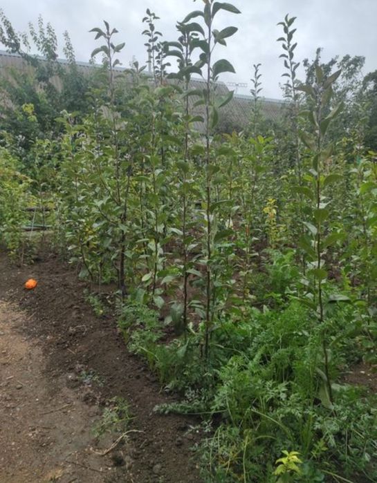 Саженцы сатылады