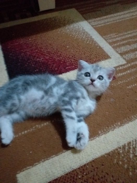 Скотиш фолд окраска шиншилла мраморная 2- месяца котенку