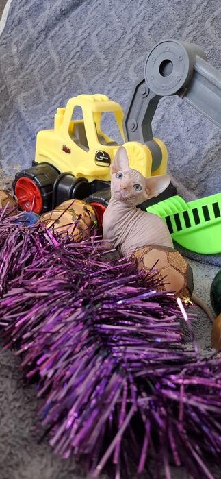 Донские котята малыши