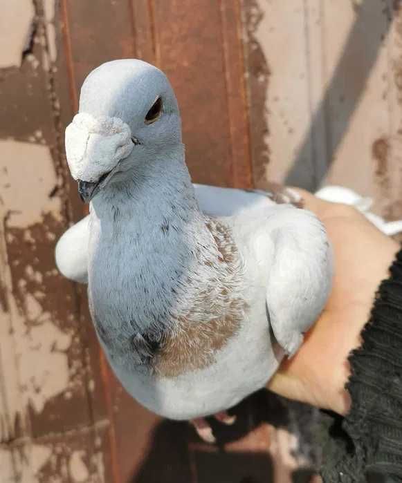 Porumbei Germani