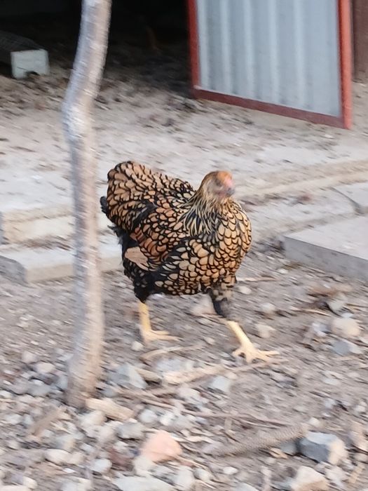 Vând găini gsg ,din luna Aprilie