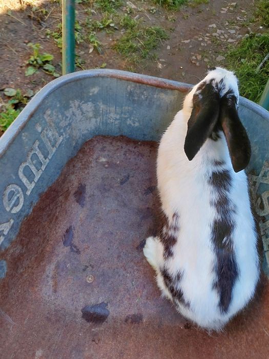 Vând iepuri de rasa urias german si fluture german