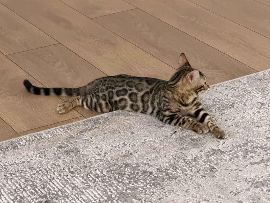 Продается Котенок породы Бенгал