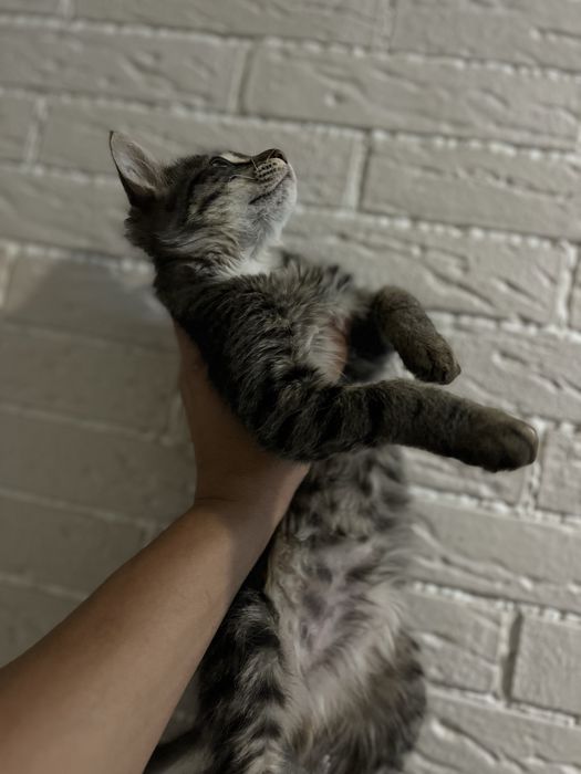 Котенок девочка в добрые руки даром