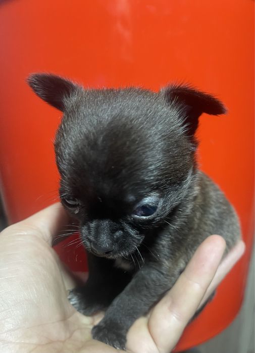 Супермини малышка чихуахуа!