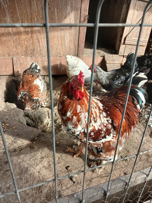 Cocoș  brathma portelan