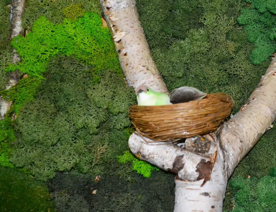 Зелена ДЕКОРАТИВНА СТЕНА от Скандинавски мъх „Гора“