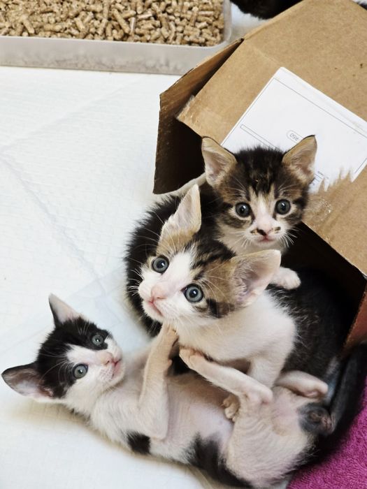 Adoptie motanel 6 saptamani