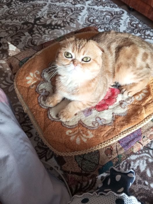 кошечка стерелезована