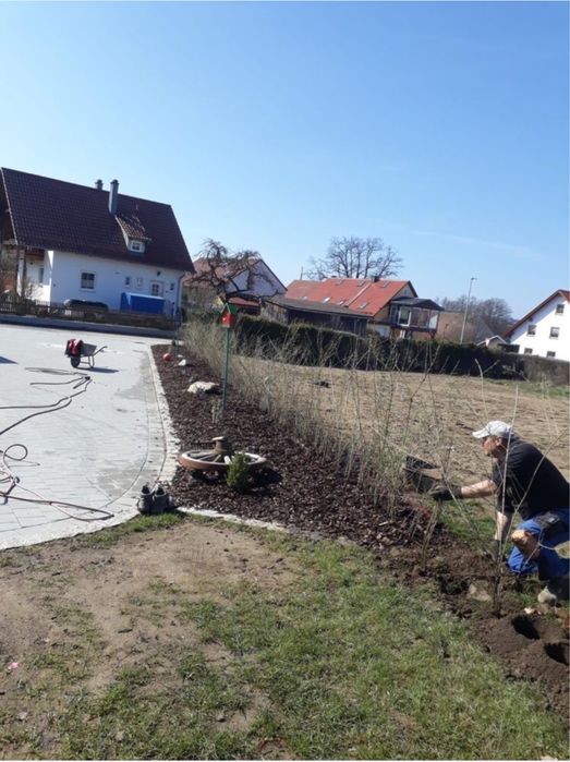 Gard Viu Ligustrum / Lemn Cainesc / Carpen