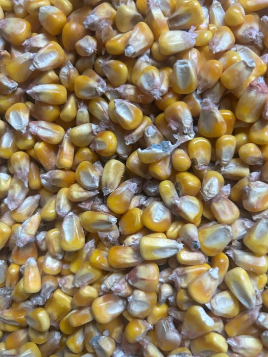 DOAR IN NEAMT vand graunte umiditate 17