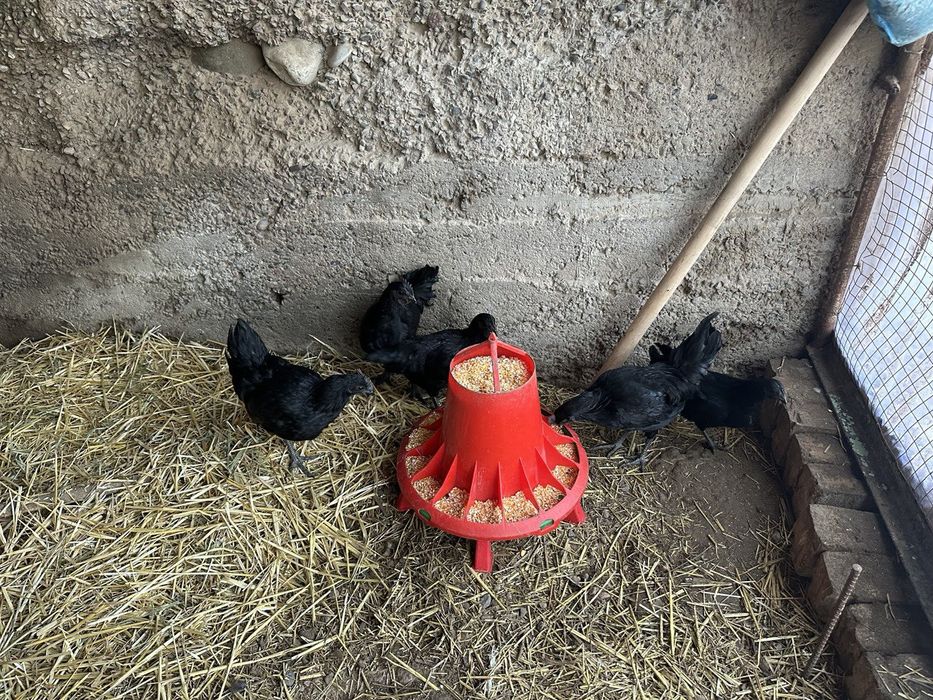 Продаю кур Аям цемани