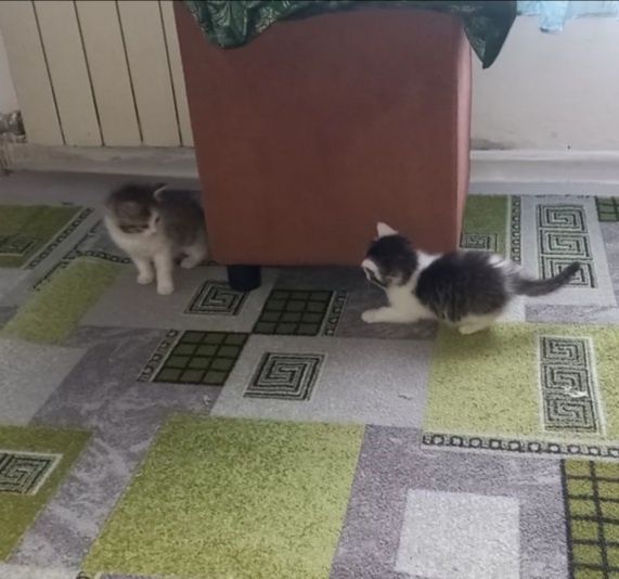 Марғаулар.  Котята