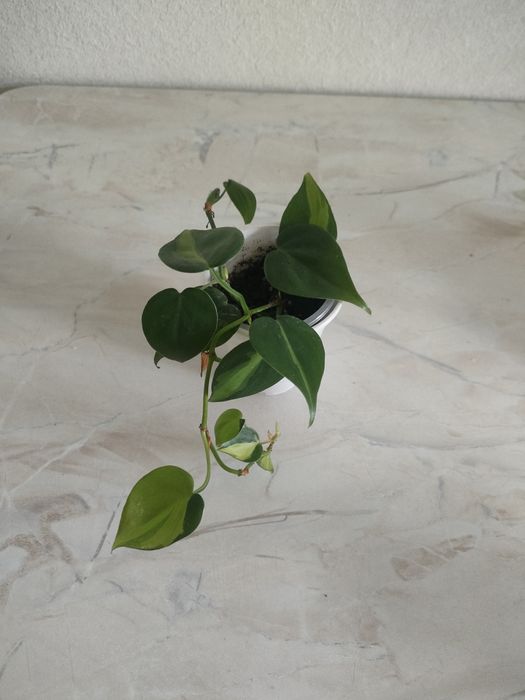 Продам цветы разные