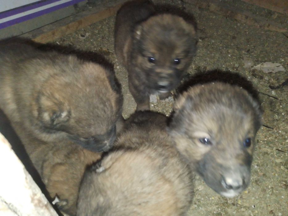 Кангал итни болалари 5дона нахи 1миллион