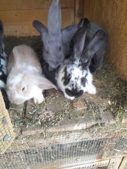 De vânzare iepurași