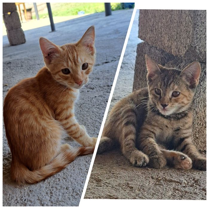Отдам котят в хорошие руки