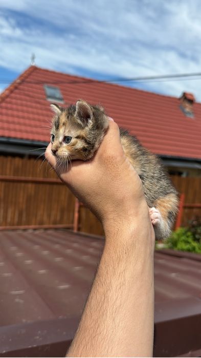Donez pui de pisica