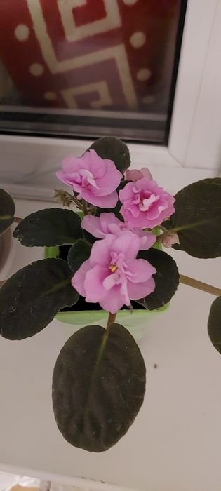 Фиалки 1000тг цветут