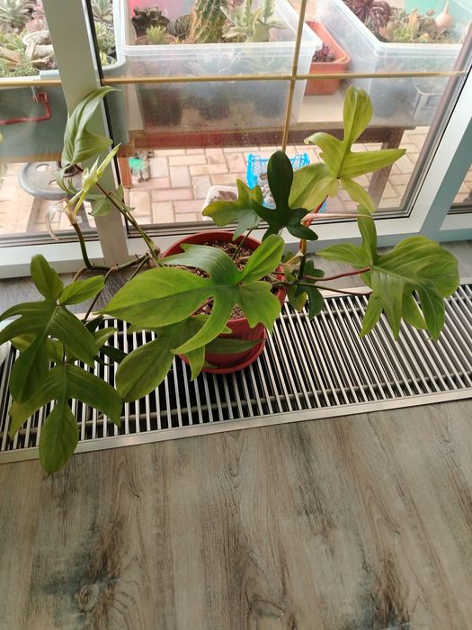 Филодендрон по 10 000