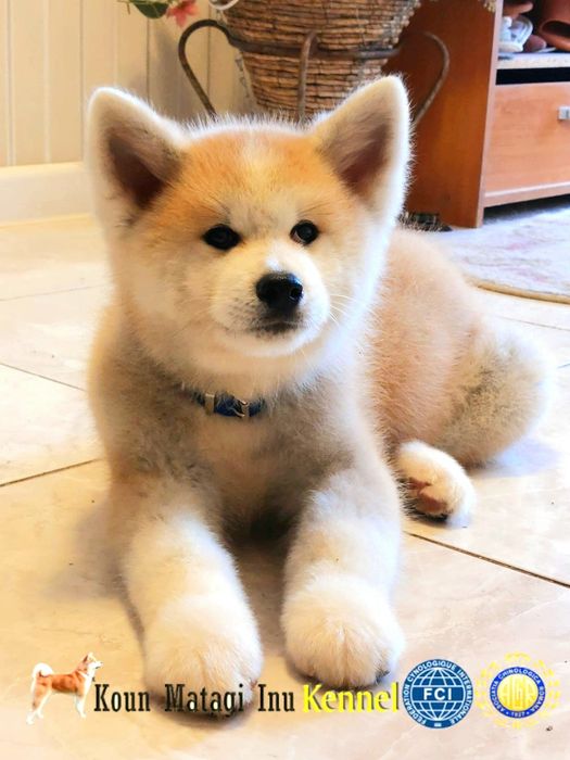 Akita Inu puiuț superb cu Pedigree