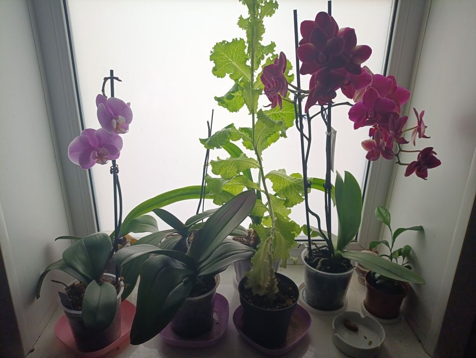 Распродажа коллекции орхидей