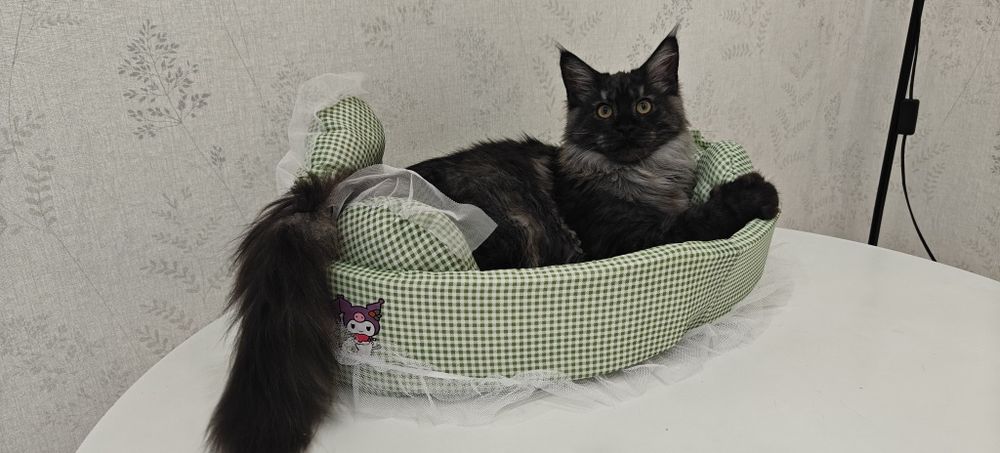 Котята породы Мейн-кун