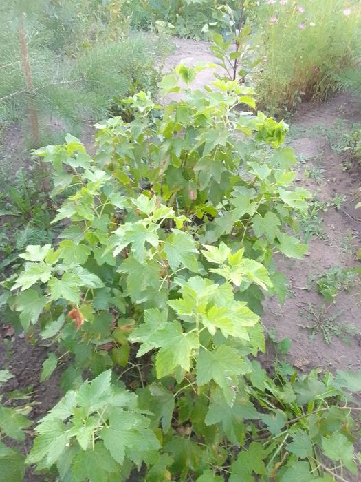 Продам частный дом в Бишкуле