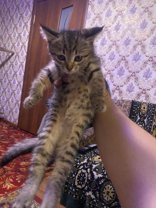 Котята бесплатно айнабулак