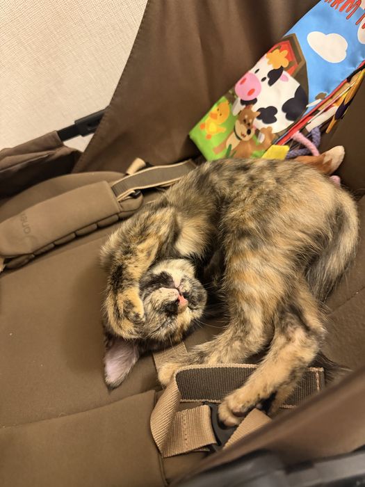 Отдам котенка в хорошие руки