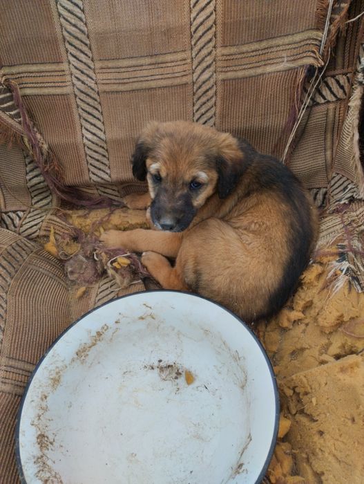 Щенки мальчики в хорошие руки